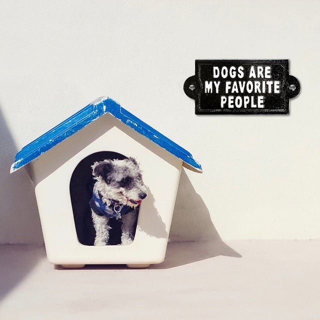 Dog themed items 2025
